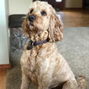 Poodle Irish Setter Mix