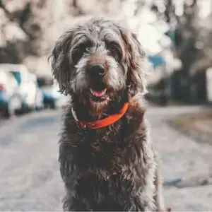 Labradoodle Dog