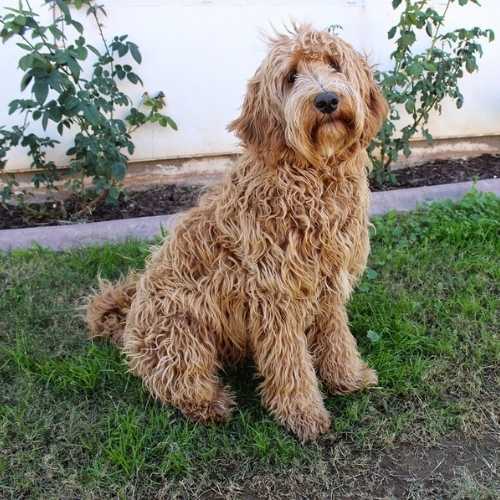 Labradoodle Breed Info: Lab Poodle Mix