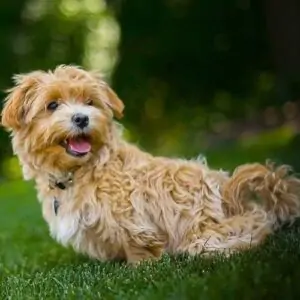 Maltipoo Dog