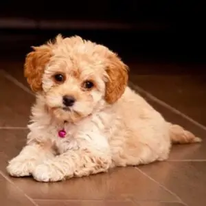 Maltipoo Breed of Dog