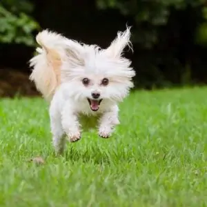 Poodle Maltese Mix