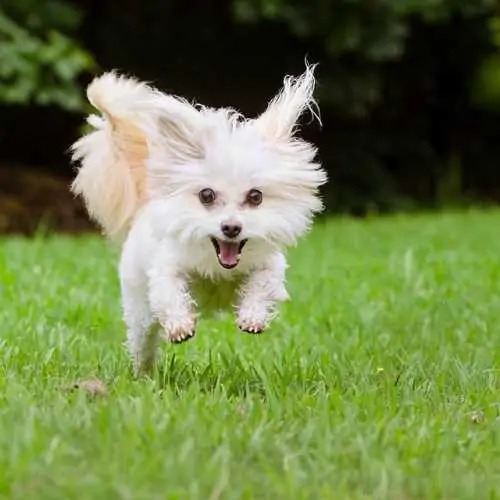 Top 8 Maltipoo Haircuts (Lots of Pics!) & Grooming Tips - Doodle Doods