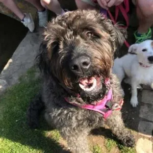 Poodle Mastiff Mix