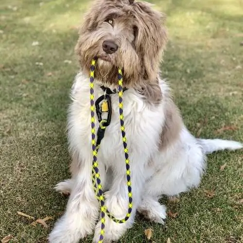 Large store breed doodles