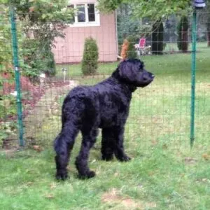 Poodle Newfoundland Mix