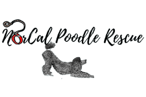 NorCal Poodle Rescue