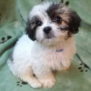 Poodle Pekingese Mix