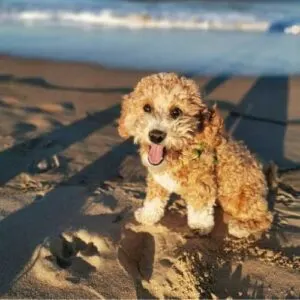 Poochon Breed of Dog