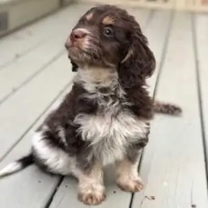 Poodle Beagle Mix