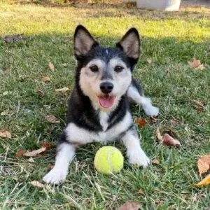 Shiba inu best sale poodle mix