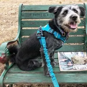 Shiba Inu Poodle Mix