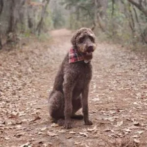 Rottweiler Poodle Mix