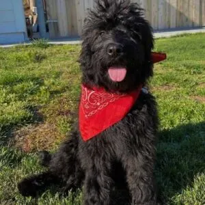 Rottle - Poodle Rottweiler Mix