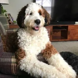 Saint berdoodle hot sale temperament