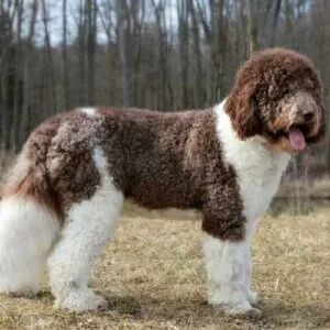 St bernard poodle mix 2024 breeders