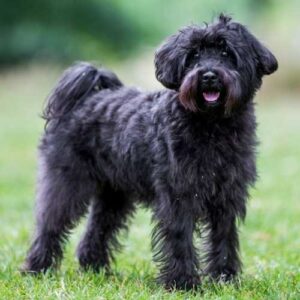 Schnoodle Breed of Dog