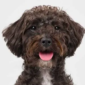 Poodle Schnauzer Mix