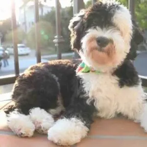 Sheepadoodle Dog