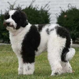 Sheepadoodle Breed of Dog