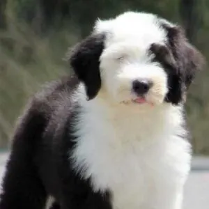 Poodle Old English Sheepdog Mix