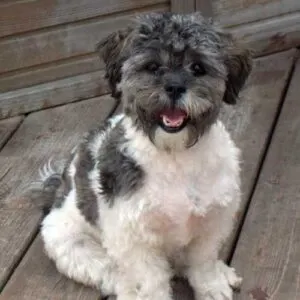 shih tzu poodle mix black and white