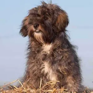 ShihPoo Breed of Dog