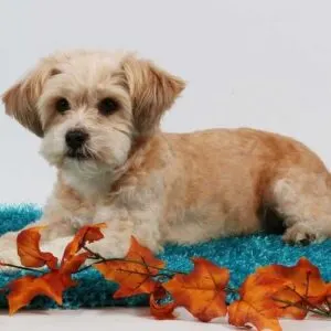 Poodle Shih Tzu Mix