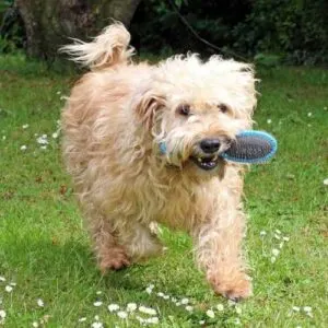 Whoodle Dog