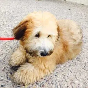 Whoodle Breed of Dog