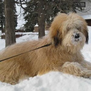 Poodle Wheaten Terrier Mix Soft Coated