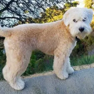 Poodle Welsh Terrier Mix