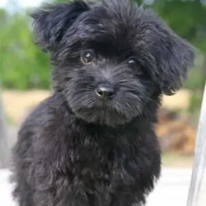 Yorkshire Poodle Mix