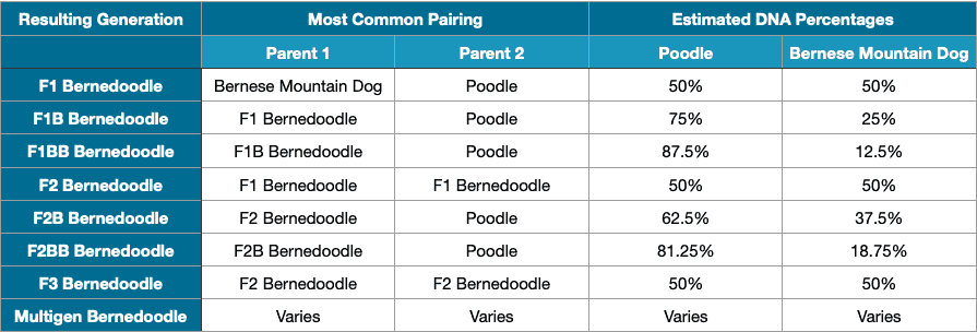 bernedoodle generations chart