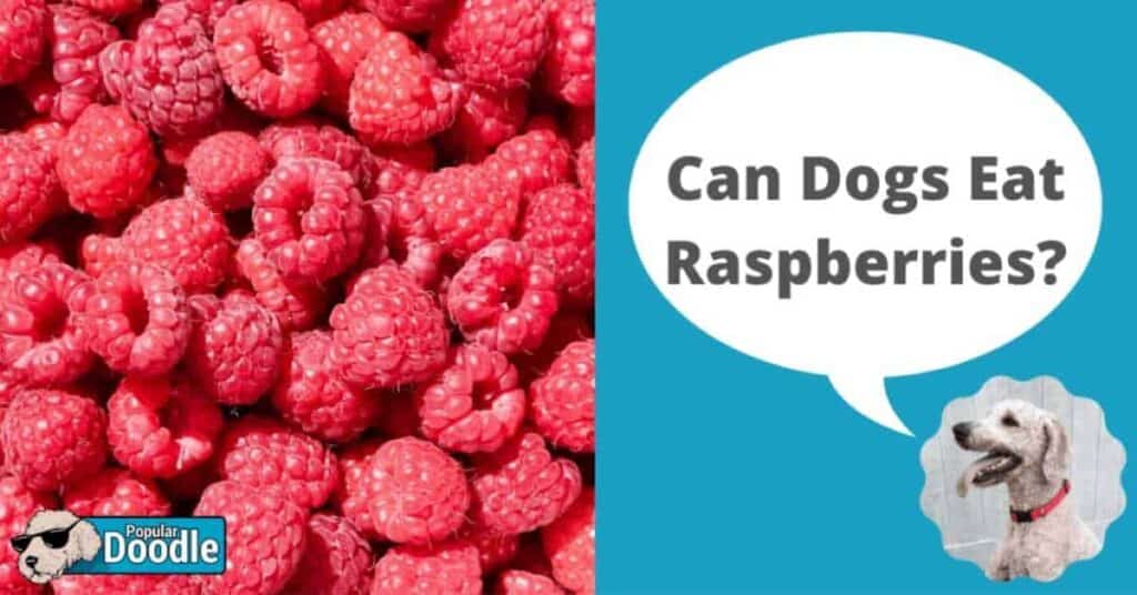 are raspberries good for dogs