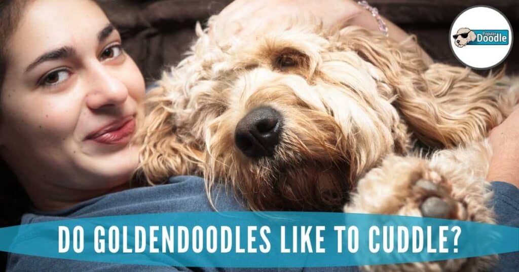 Do Goldendoodles Like to Cuddle?