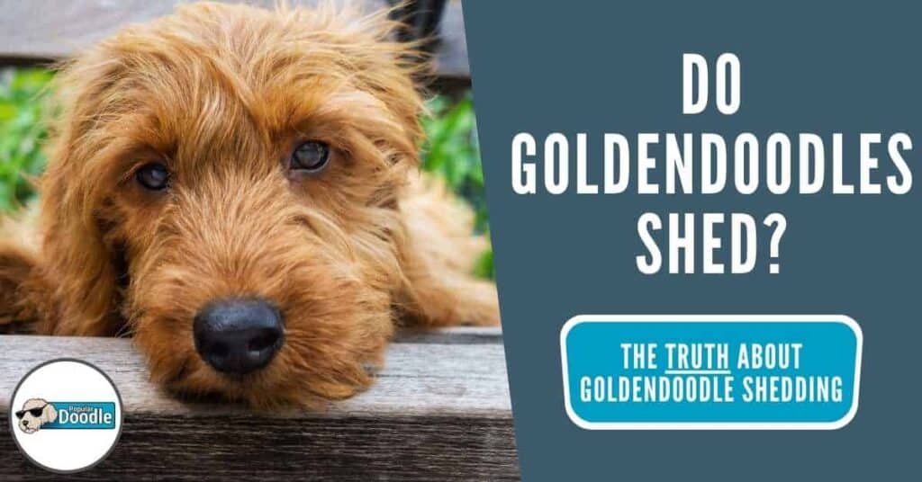 do goldendoodles shed