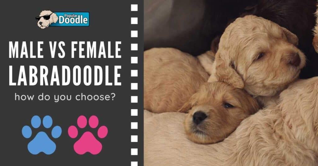 male-vs-female-labradoodle-featured-image