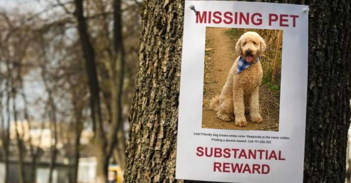 where do dogs go when they are lost