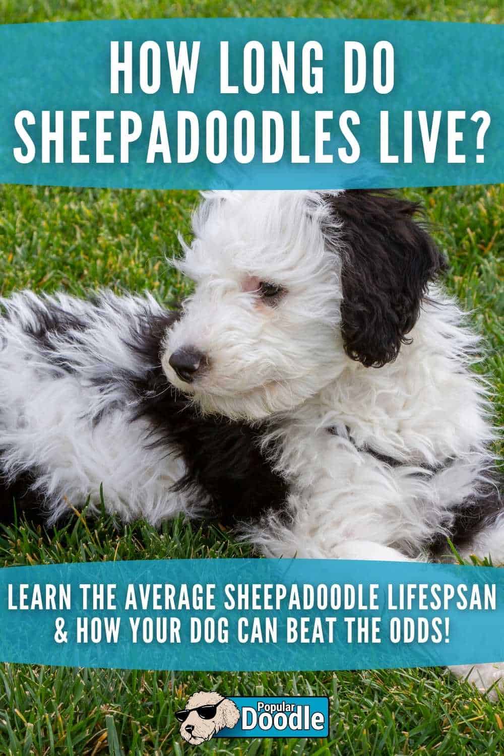 Sheepadoodle Lifespan: How Long Do Sheepadoodles Live?