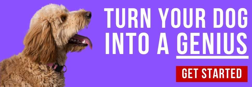Brain Training for Dogs