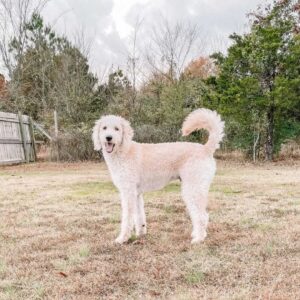 Labradoodle Generations Explained (F1, F1B, F1BB, F2, F2B, F2BB, F3 ...