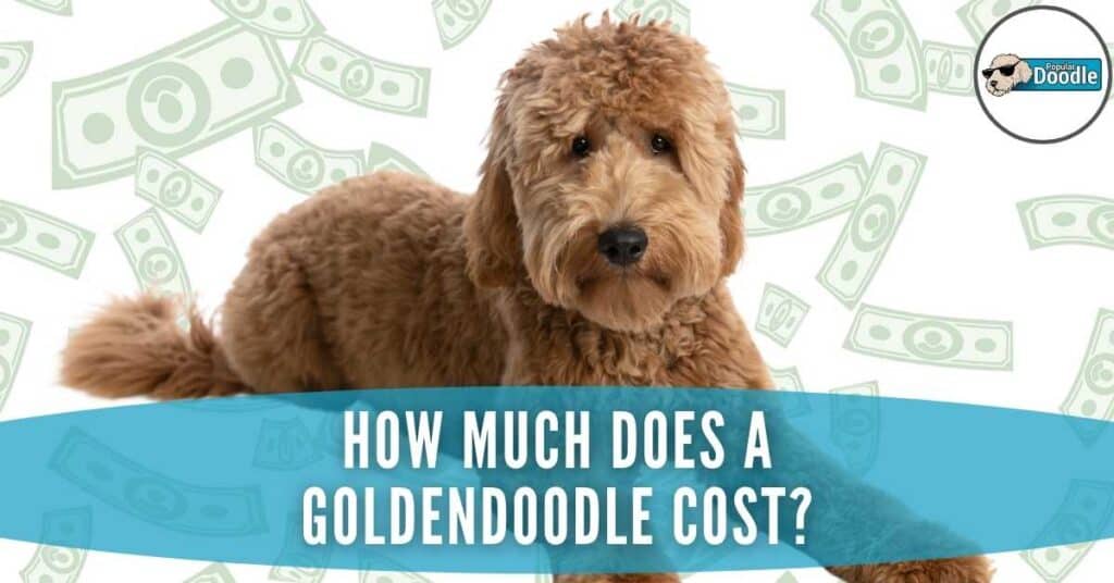 How Much Does a Goldendoodle Cost Featured Image