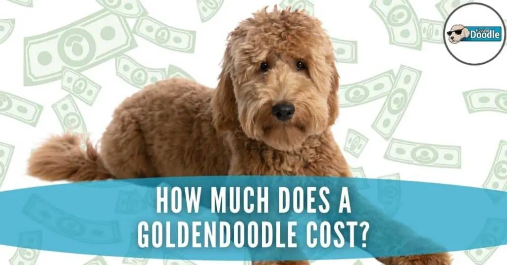 Golden store labradoodle price