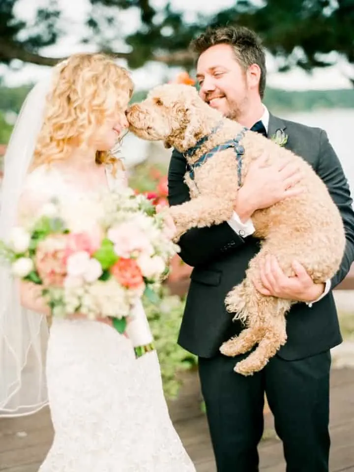 labradoodle wedding photo shoot