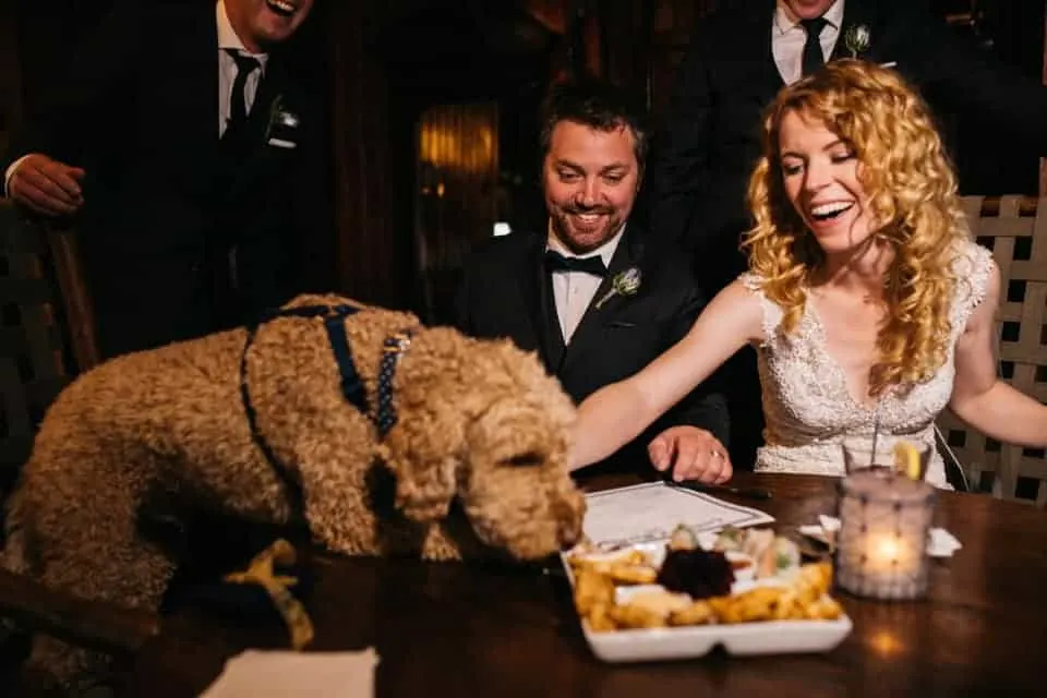 labradoodle at a wedding ceremony