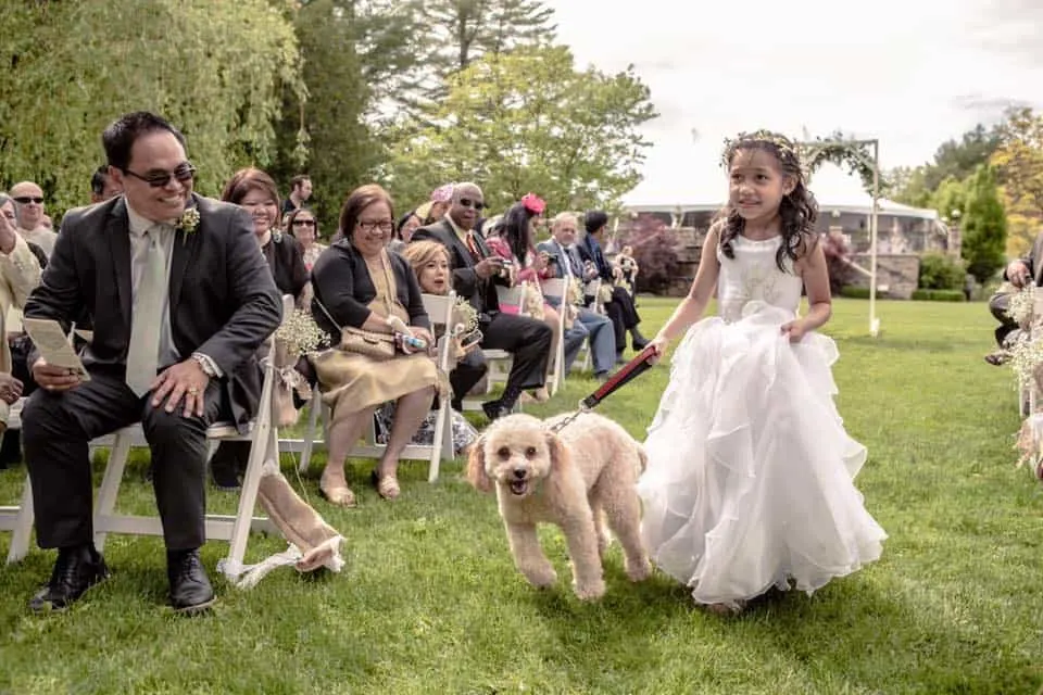 this cavapoo was the flower dog at the wedding