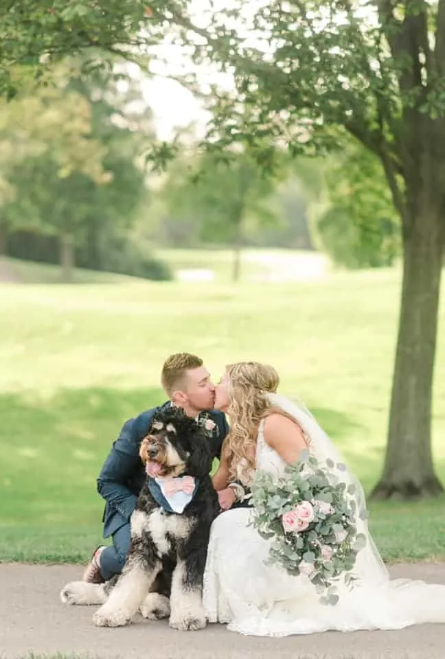 bernedoodle wedding photo