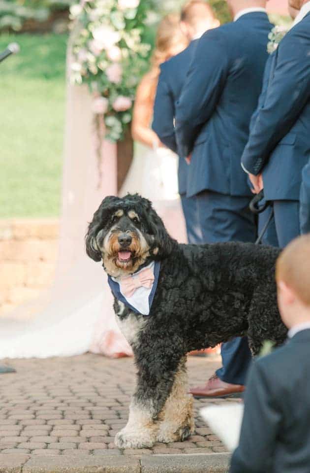 bernedoodle member of the wedding party
