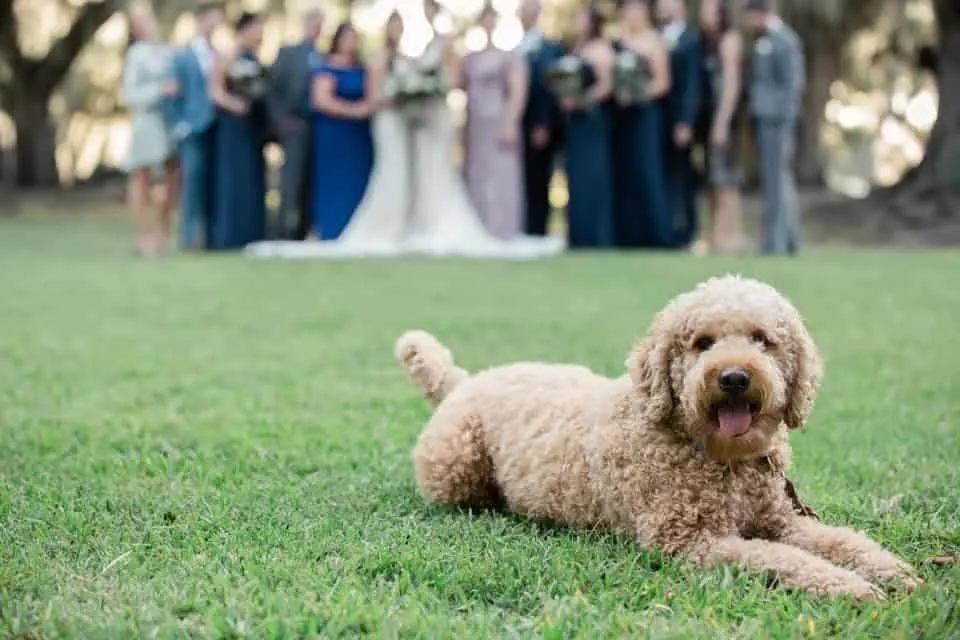 goldendoodle at a wedding